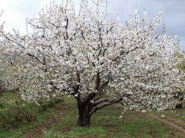 Los insectos que atacan a los Cerezos Picota son los trips, las cochinillas y las arañas rojas. Para combatirlos son suficientes los insecticidas que podéis encontrar en El Nou Garden. Asimismo son sensibles a enfermedades causadas por hongos (oídio, podredumbre de raíces, negrilla, botritis, mildiu) pero especialmente la gomosis. Usad los productos fungicidas de amplio espectro habituales.